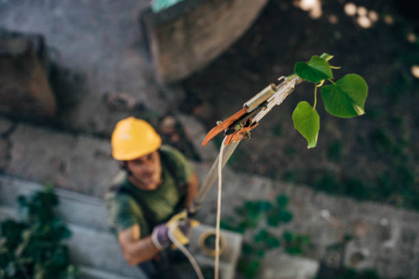 Pawnee, OK Tree Care  Company